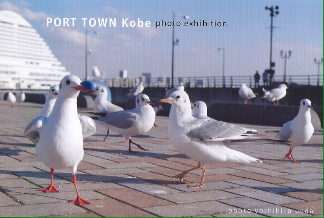 Port town kobe